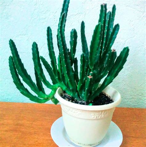 Стапелия Фото Цветов – Telegraph