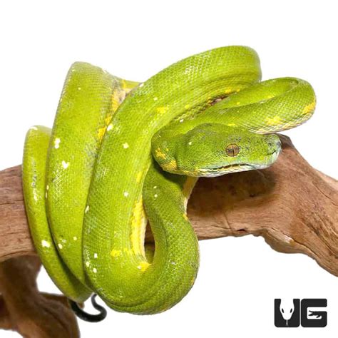 Adult Biak Green Tree Pythons Morelia Viridis For Sale Underground