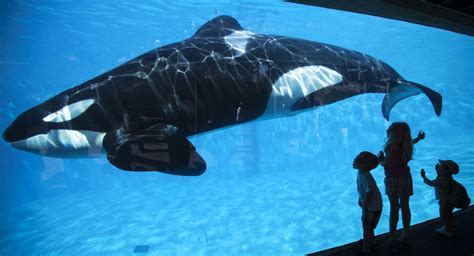 Seaworld San Diego Ends Its Killer Whale Show The Independent The