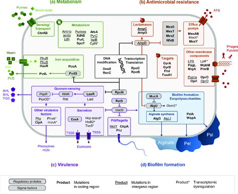 Pathways Related To Metabolism A Antimicrobial Resistance B Download Scientific Diagram