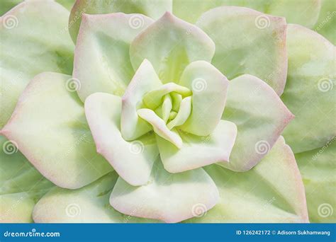 Closeup Of Large Rosette Of Light Green Succulent Leaves Tipped Stock