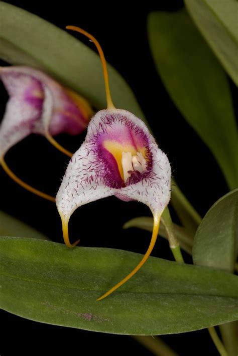 Masdevallia Karelii Wiel Driessen Flickr