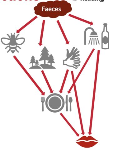 Gi Infections Flashcards Quizlet