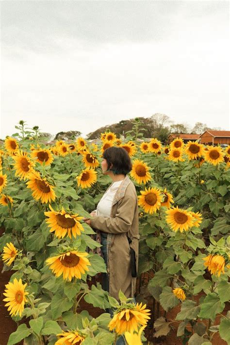 Campo de Girassóis Holambra em 2022 Girassóis Campo de girassóis