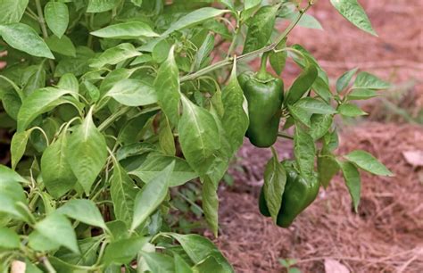 10 Best Pepper Companion Plants And 5 To Avoid PepperScale