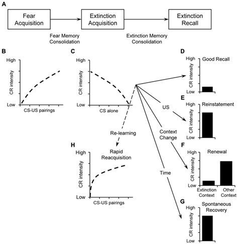 A Illustration Of Basic Stages Of Fear And Extinction Learning And Download Scientific