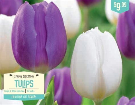 Garden State Bulb Purple And White Collection Flower Bulbs Ct Fred