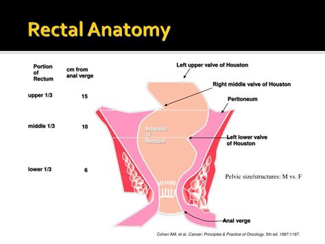 Ppt Rectal Cancer Motp Half Day September 9 2008 Powerpoint