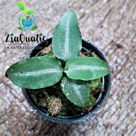 Jual Jewel Orchid Kiaksara Goodyera Oblongifolia Anggrek Tanaman