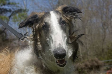 Borzoi Pictures And Informations Dog