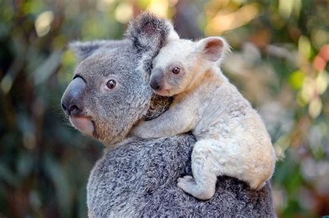 You Can Help Name The Rare White Koala Born At Australia Zoo