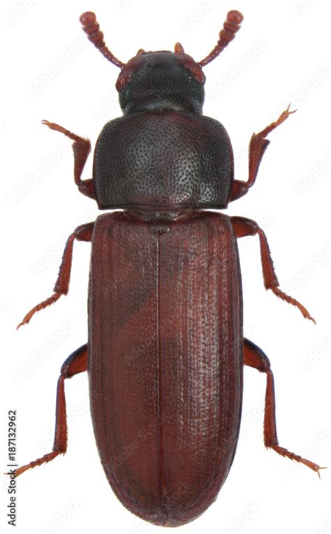 The red flour beetle Tribolium castaneum on oatmeal. It is a worldwide ...