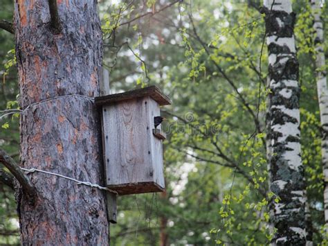 Ð­Starling Looks Out of the Birdhouse. the Bird on the Nest Stock Photo ...