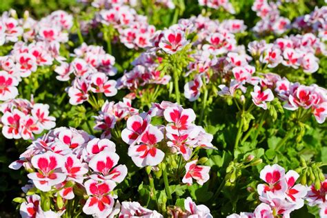 Australian Grow Guide Geraniums Ultimate Backyard