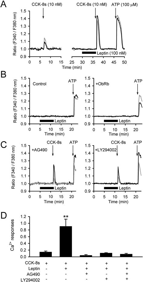 Cytosolic Ca²⁺ Mobilization In C6 Cells A The Cck 8s 10 Nm Induced