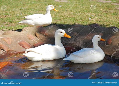 Ducks In Pond Royalty Free Stock Photos - Image: 6512608