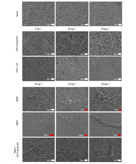 Scanning Electron Micrographs Of Purified Fibrinogen Clots Exposed To Download Scientific