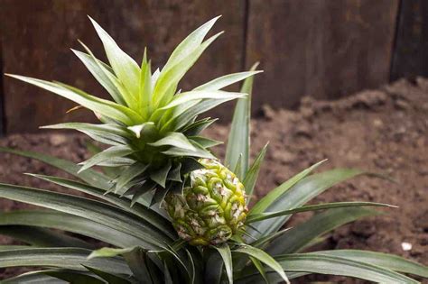 Ananas Come Ottenere La Pianta Dal Frutto In Modo Semplice E Veloce