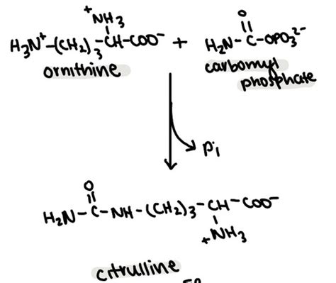 Bioc Exam Urea Cycle Flashcards Quizlet