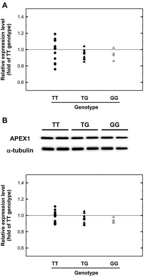 Analysis Of Apex Mrna And Protein Expression Levels A Quantitative