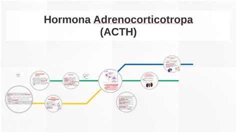 Hormona Adrenocorticotropa By Xime Luna On Prezi