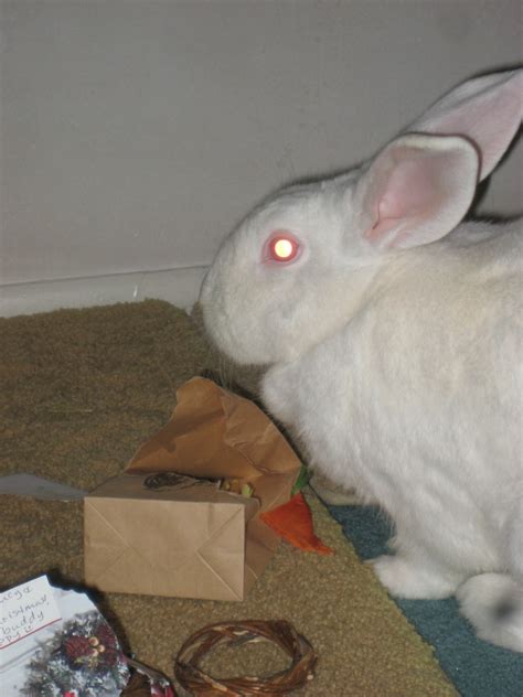 Red Eyes, Eye Scanning & Rabbit Vision | The Bunny Guy Blogs On House ...