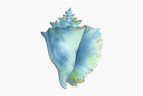 Blue Conch Shell Hd Png Download Transparent Png Image Pngitem