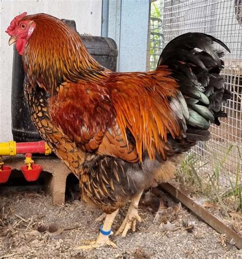 Golden Laced Wyandotte The Supermodel Of The Backyard Flock