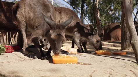 Icy Treats For Aussie Zoo Animals - Videos from The Weather Channel