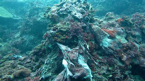 Divers Clean Up Bali Reefs National The Jakarta Post