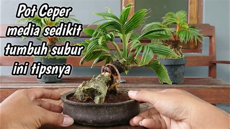 CARA AGAR BONSAI KELAPA MAME POT CEPER TETAP TUMBUH SUBUR YouTube