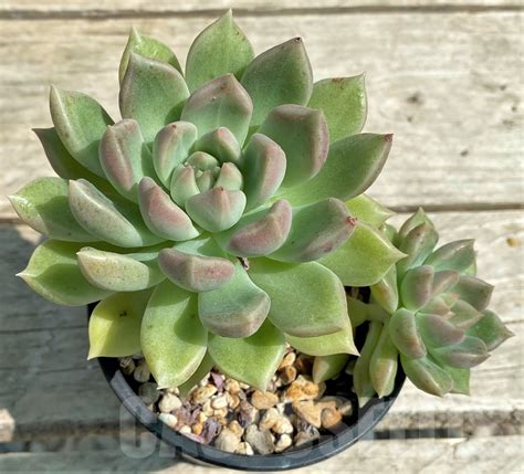 Shpr28540 Echeveria Hybrid Кактус онлайн