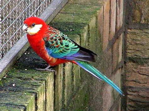 Rosella Parrot | Discover Fascinating Facts and Information