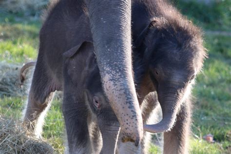 » Twin Baby Elephants Bring Smiles to Syracuse Community