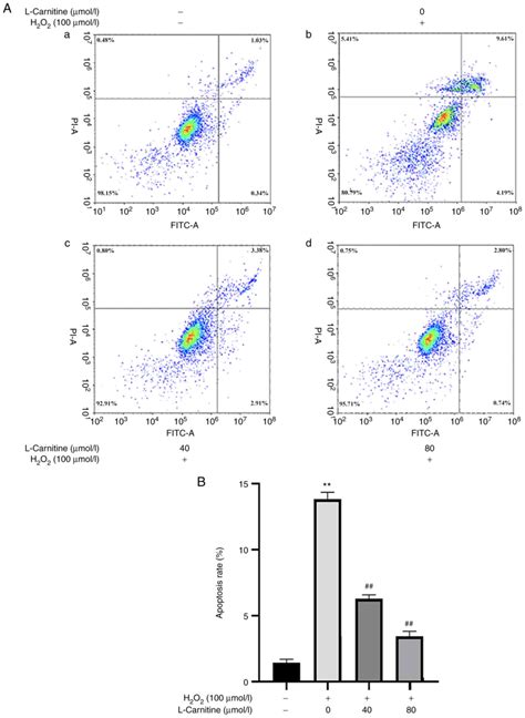 Protective Effect Of Lcarnitine Against Oxidative Stress Injury In