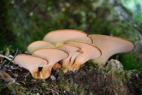 Grybelis Callampa Grybai Ruduo Malleco Nacionalin Knyga Nemokamos