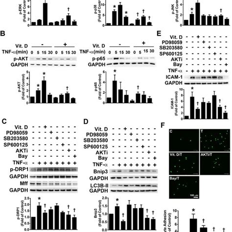 The effect of Vit D on TNF α induced mitochondrial ROS mtROS