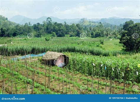 Farm On Green Meadow At Rural Landscape Of Sri Lanka Stock Photo