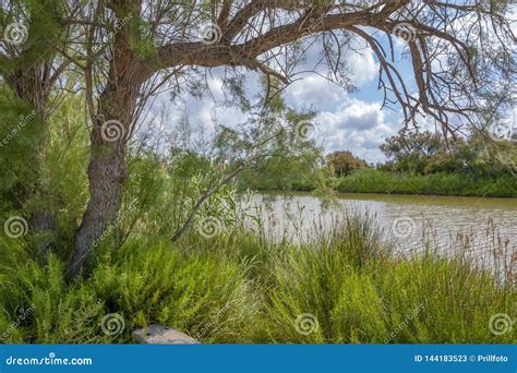 Parc Naturel R Gional Du Camargue Image Stock Image Du Paysage