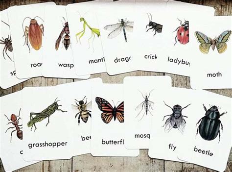 Bug Flash Cards Set Of 15 Homeschool Educational Classroom Etsy