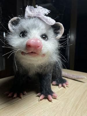 On Twitter Rt Ozpossums Daily Opossum Ozmediaofficial Day