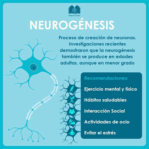 Sinaptogénesis cómo conectamos las neuronas NeuroClass