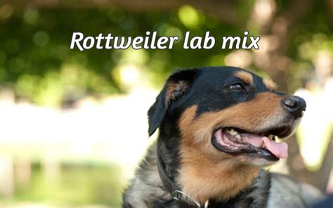 Rottweiler lab mix: Labrottie all information you want to know