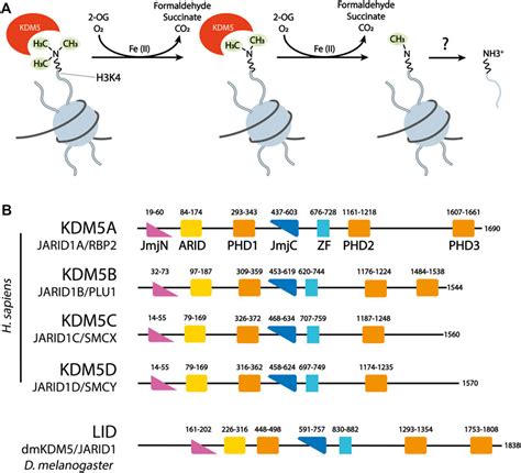 Frontiers Functions And Interactions Of Mammalian KDM5 Demethylases