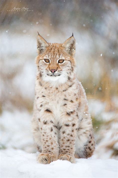 Lynx kitten in snow | Lynx kitten, Cute wild animals, Lynx