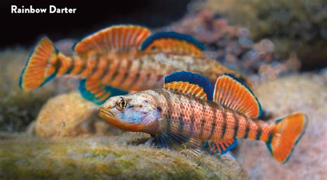 darter march madness awwareness