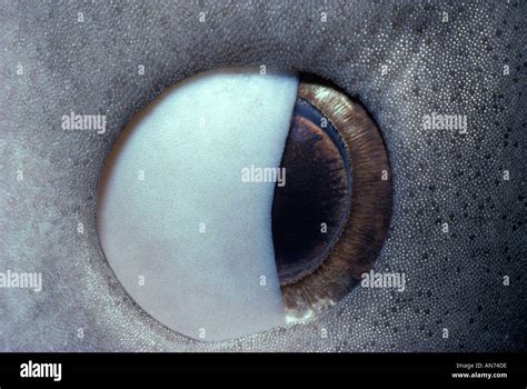 Eye of Tiger Shark Stock Photo - Alamy