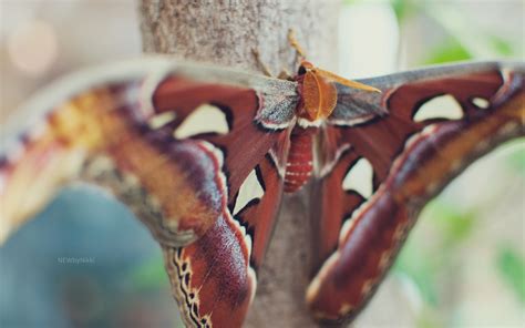 butterfly, wings, spots Wallpaper, HD Macro 4K Wallpapers, Images and ...