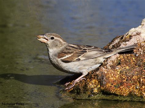 Birdwatching in Malta - Spanish Sparrow