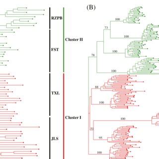 Unrooted Neighbor Joining Nj Tree Based On Issr Nei S Genetic